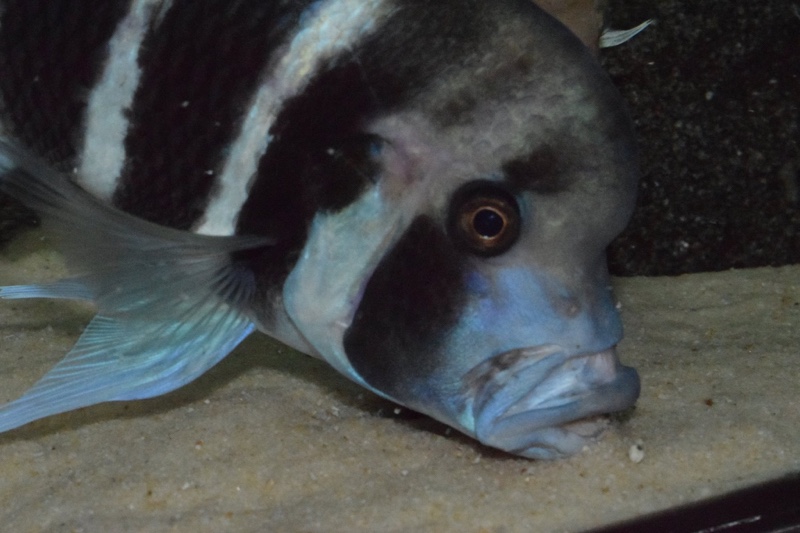 Cyphotilapia frontosa 'Kigoma'